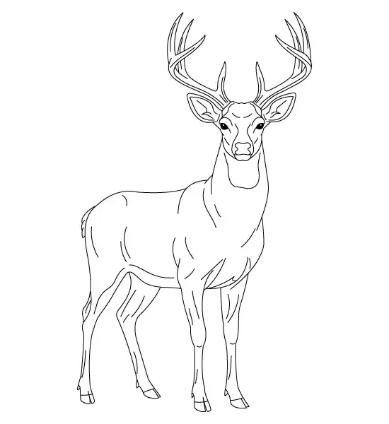 Deer Coloring Page