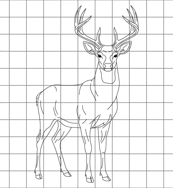 Deer Drawing Grid