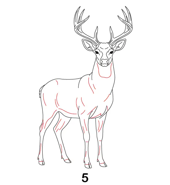 Deer Step 5