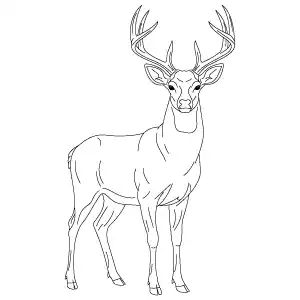 Deer