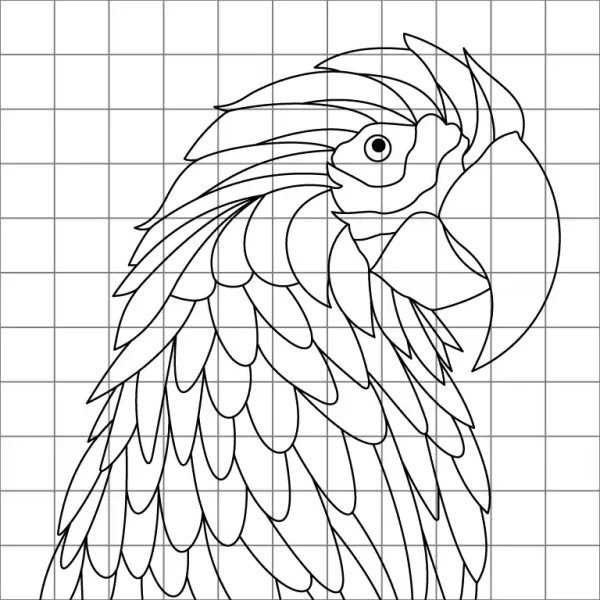 Macaw Parrot Drawing Grid